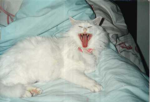 Demure looks ferocious during a yawn