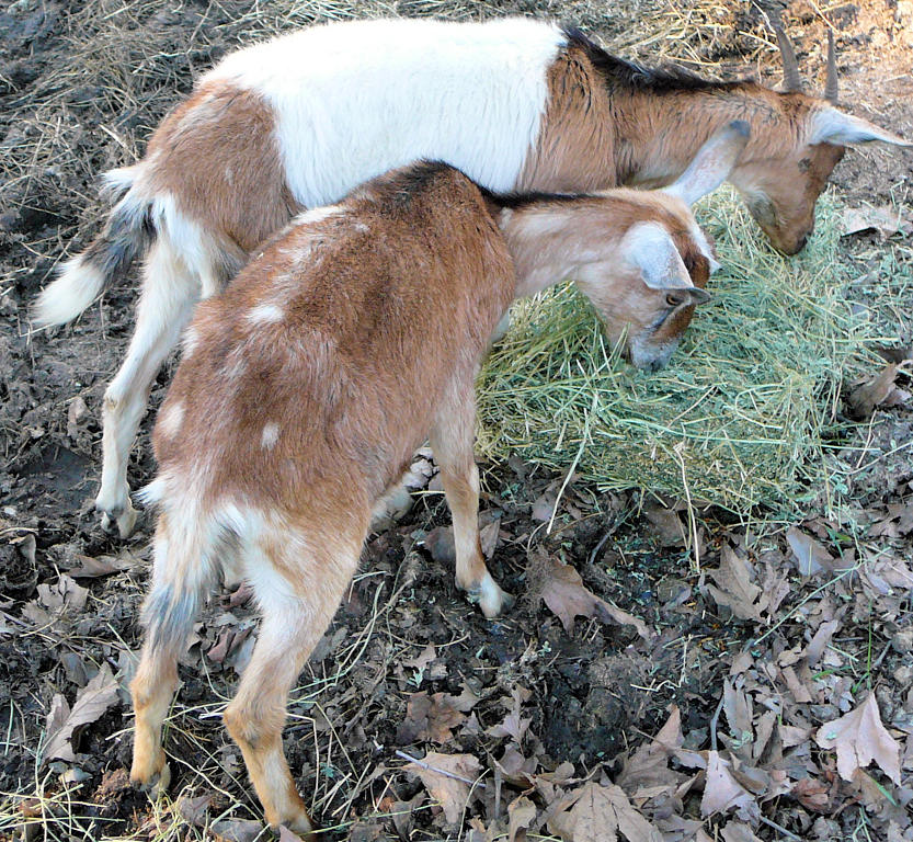 Two Pygmy Goats